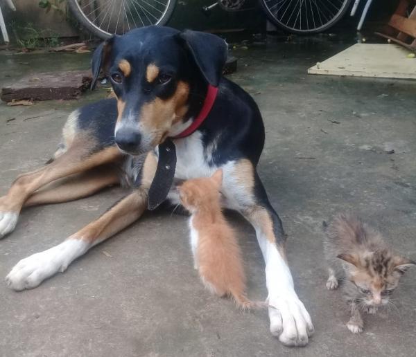 Cadela adota ninhada de gatinhos abandonados e amamenta filhotes em cidade do Piauí