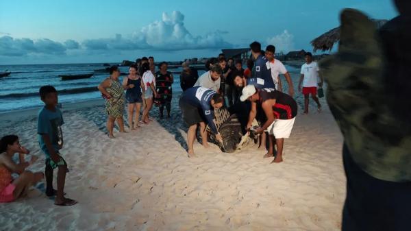 Peixe-boi de quase 400 kg é resgatado na Praia da Pedra do Sal, litoral do Piauí