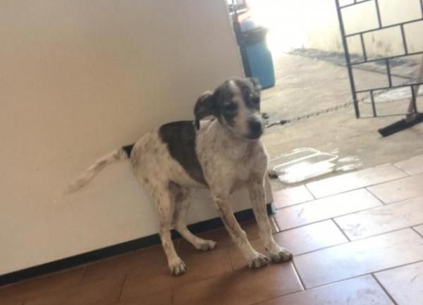 Cadelinha est&aacute; na casa de Karla, mas ela ainda precisar&aacute; de um lar.(Imagem:Karla Lustosa/Arquivo pessoal)