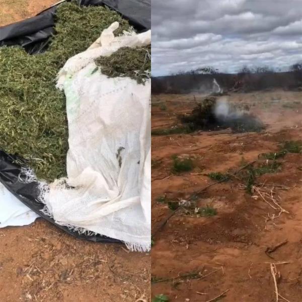 Polícia incinera plantação de 3,5 hectares de maconha na zona rural de Dom Inocêncio, no Piauí
