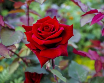 A Rosa