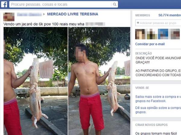 Homem oferece carne de jacaré por R$ 100 em rede social no Piauí