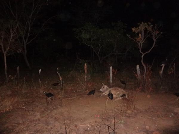 Animais na pista provocam acidente na PI 05.(Imagem:FlorianoNews)