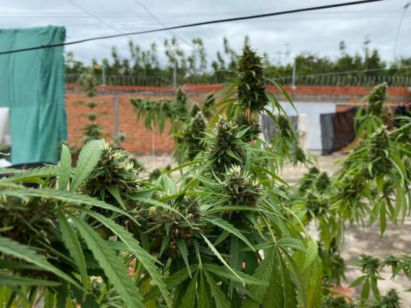  Pais de menino de 2 anos que tinha 200 convuls&otilde;es por dia conseguem autoriza&ccedil;&atilde;o para plantar maconha medicinal no Piau&iacute;.(Imagem:Arquivo pessoal )