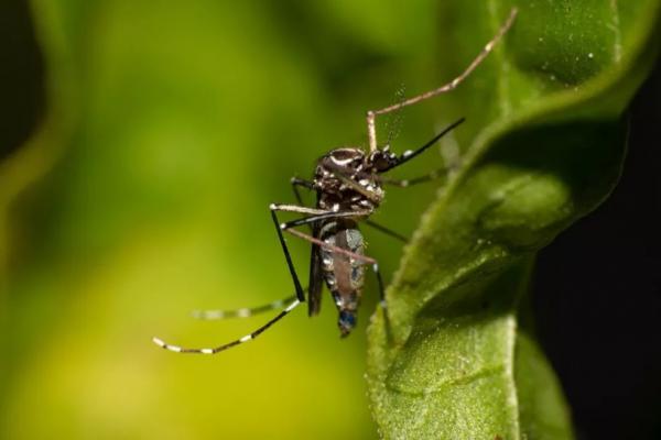Teresina registra mais uma morte por dengue e chega a 9 óbitos pela doença