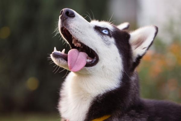 Husky siberiano: saiba tudo sobre a raça.(Imagem:Gear Seo)