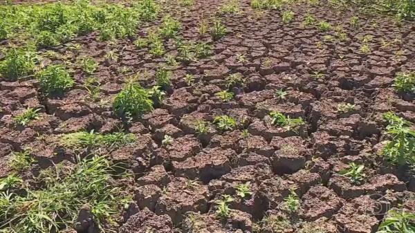 Período seco no Piauí deve começar mais cedo em 2023: "cenário dramático", diz climatologista