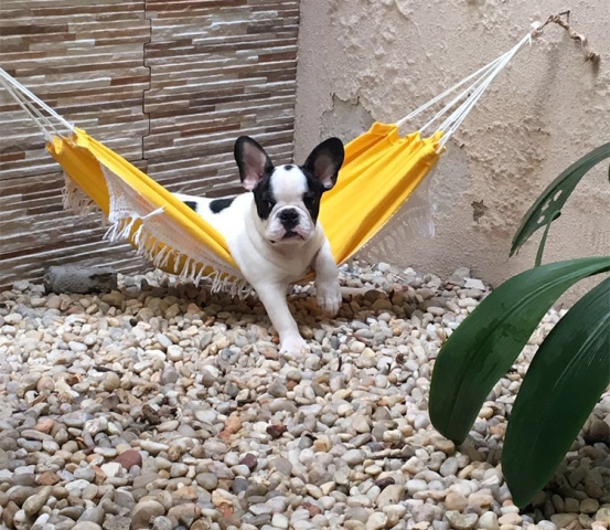 Bandidos envenenam cães para praticar arrastões na zona Sul