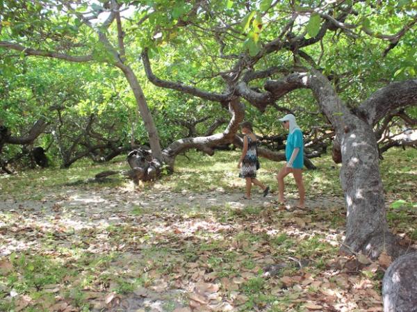 local j&aacute; tem sido bastante visitado por turistas.(Imagem:Gilcilene Ara&uacute;jo/G1)