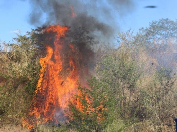 Piauí registra 1.150 focos de incêndio em 2013, apontam dados do INPE