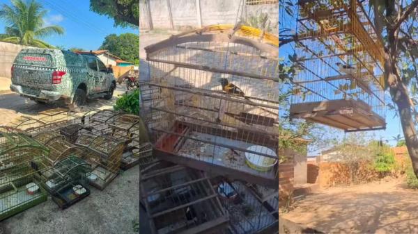 Aves silvestres de várias espécies são resgatadas de gaiolas em casa no PI após denúncia