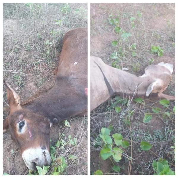 Motociclista morre após colidir com jumentos e ser atropelado por caminhão no Piauí