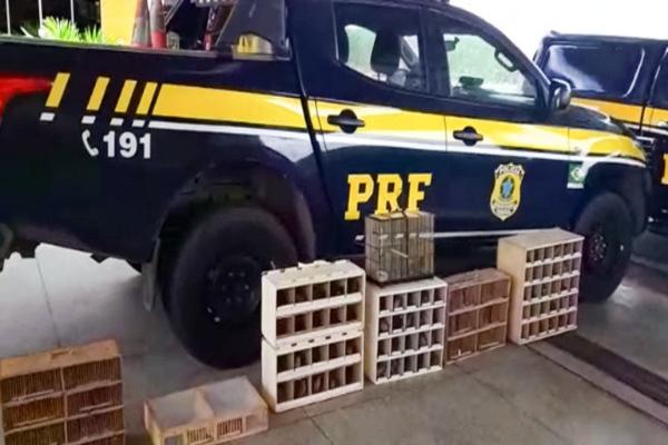 PRF-PI resgata 156 pássaros e autua homem por tráfico de animais silvestres