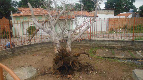 Forte ventania arrancou &aacute;rvores e placas em Floriano.(Imagem:FlorianoNews)