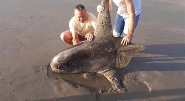 Peixe raro e das profundezas do oceano morre encalhado em praia no Piauí
