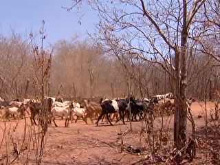 Por causa da seca, agricultores se desfazem do que sobrou do rebanho