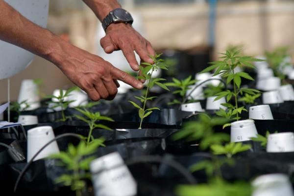 CCJ da Alepi arquiva projeto sobre o uso de medicamentos à base de cannabis no Piauí