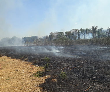 Incêndio de grandes proporções atinge canavial da Cachaça Lira em Amarante