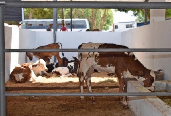 Expoapi 2021 vai ter público de até 5 mil pessoas e será o primeiro evento-teste do Piauí