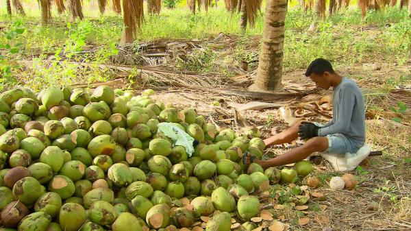 Gleisson descasca cerca de dois mil cocos por dia de trabalho(Imagem:Reprodu&ccedil;&atilde;o/TV Globo)