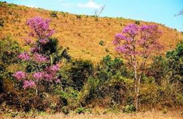 Semarh promove 1º Seminário sobre sustentabilidade e potencial dos Cerrados do Piauí em Bom Jesus