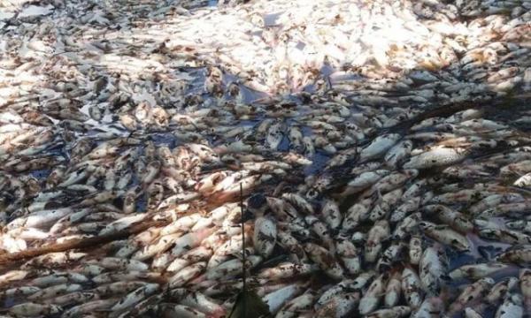 Na piracema, milhares de peixes aparecem mortos em riacho do Piauí