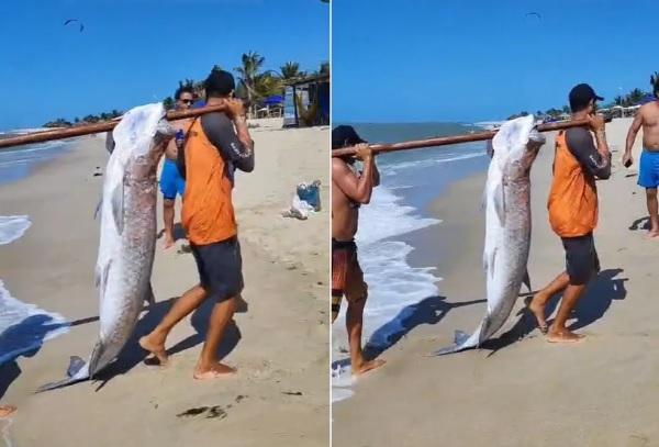Gigante do Delta: dois peixes com mais de 100 kg são capturados no Litoral do Piauí