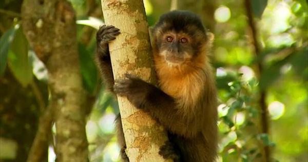 Soltura de macacos-prego na Serra Negra reforça compromisso do Piauí com a fauna silvestre