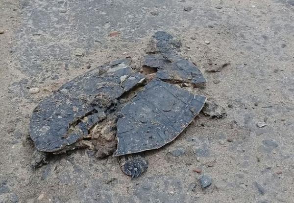 Mortes de cágados aumentam em Teresina e blitz quer evitar atropelamentos