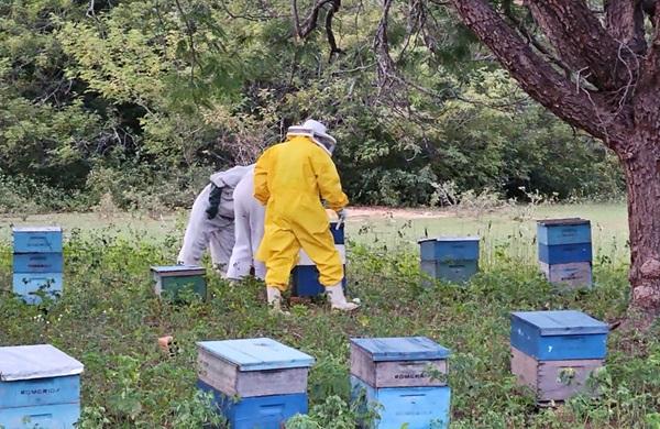 Atualmente, 140 munic&iacute;pios piauienses registram produ&ccedil;&atilde;o de mel, sendo que 14 deles est&atilde;o entre os 50 maiores produtores do pa&iacute;s.(Imagem:Divulga&ccedil;&atilde;o)