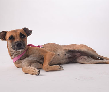 Cães e gatos abandonados viram modelos em campanha de conscientização de adoção