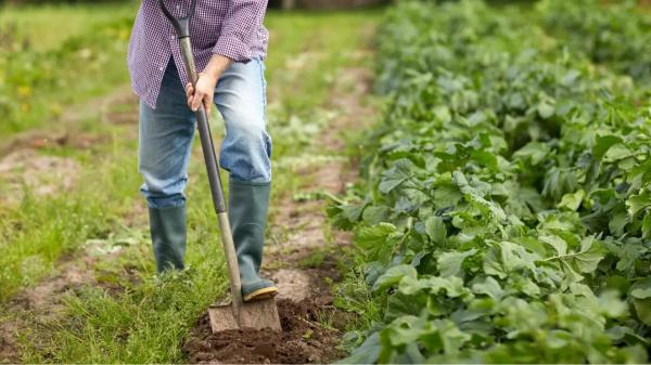 Homem agricultor(Imagem:Divulgação)