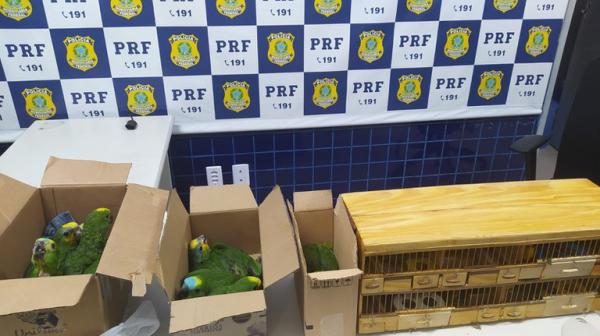 48 aves silvestres são resgatadas pela PRF em Floriano