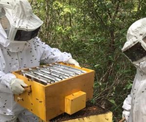 Piauí chega a R$ 5,7 bilhões e bate recorde histórico de exportações