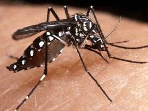 Chuvas exigem cuidados redobrados com a dengue em Floriano
