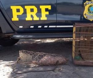 Jovem é autuado por transporte ilegal de animais silvestres em Passagem Franca do Piauí