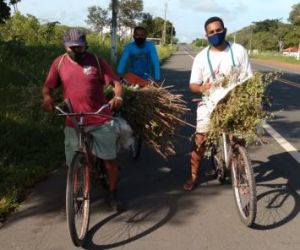 Tradição da "colheita do alecrim" é mantida em Floriano