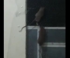 Delegados denunciam presença de ratos na Central de Flagrantes