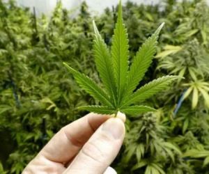 Piauí pode ser o 1º estado do país a plantar maconha para produzir canabidiol