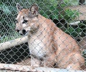 Semar pede abertura de inquérito para apurar morte de onça do Zoobotânico
