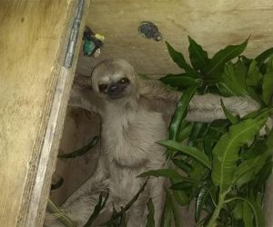 Bicho-preguiça, cobras e jacarés são resgatados em Teresina