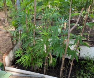 Casal é preso com plantação de maconha em Floriano: "era para fazer salada"