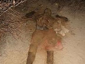Floriano: Caçador encontra o corpo de um homem em estado avançado de decomposição. Fotos Fortes!