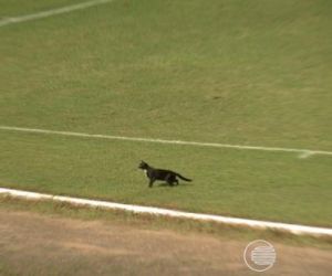 Gato preto "ajuda" Fla-PI quebrar invencibilidade de 16 jogos do River-PI