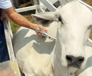 Adapi faz apelo para criadores vacinarem gado contra aftosa