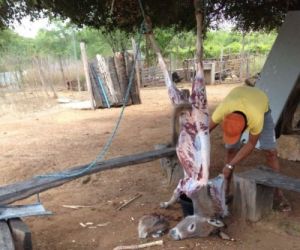 Homem é preso abatendo jumento; carne seria vendida a moradores como sendo de gado