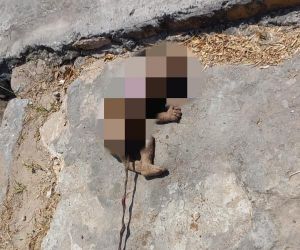 Corpo de recém nascido é encontrado em terreno baldio de Floriano