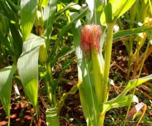SDR participou de reunião para atualizar dados da produção agrícola em Floriano