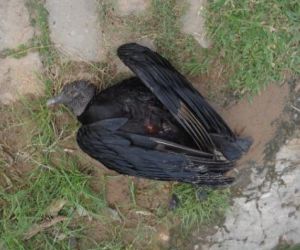 Choque de urubu com rede elétrica provoca falta de energia em Floriano