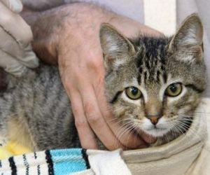 Centro de Zoonoses vacina animais do bairro onde caso suspeito de raiva foi registrado em Teresina